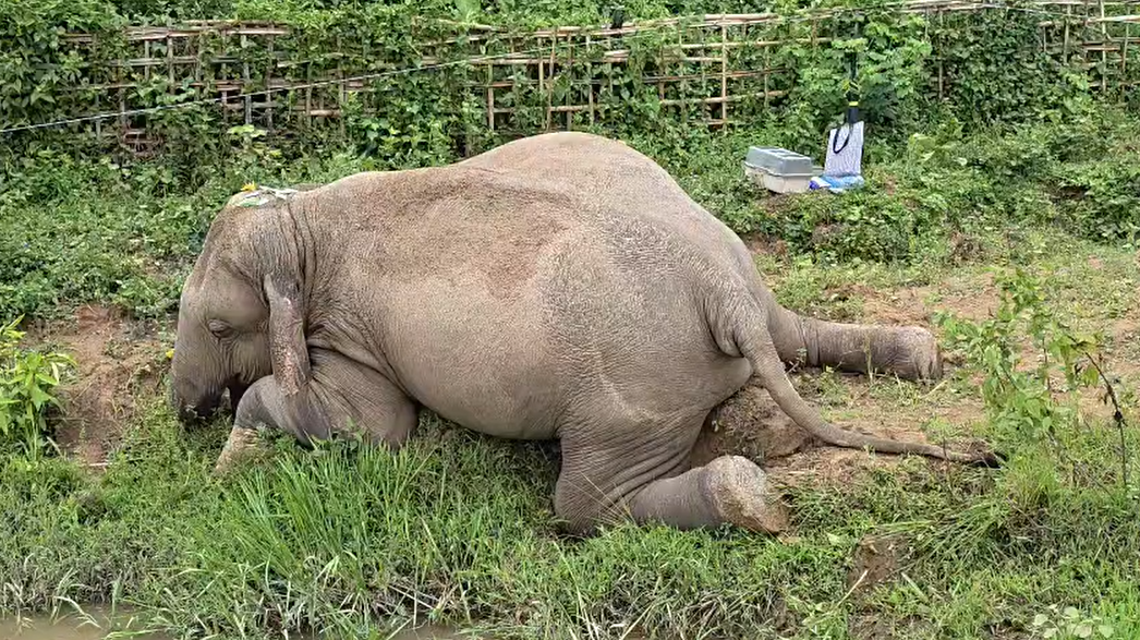 डूमडूमा में करंट लगने से जंगली हाथी की मौत, अवैध बिजली का तार बिछाने वाला आरोपी गिरफ्तार